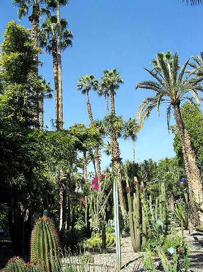 Le jardin Majorelle, jardin exotique o� foisonnent yuccas, papyrus, palmiers,